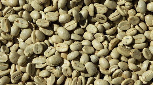 Abbildung von grünen Kaffeebohnen.