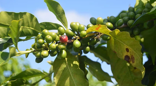 Abbildung eines Kaffeebaums mit Kaffeebohnen.