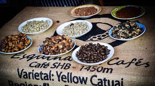 Abbildung mehrerer Kaffeebohnen in Schüsseln.