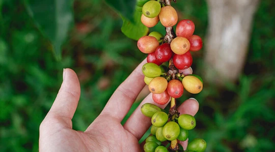 Abbildung einer Kaffeefrucht.