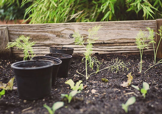 Abbildung von Erde im Garten, mit darauf sprießenden Pflanzen.