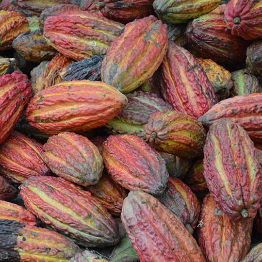 Abbildung von mehreren frischen Kakao Bohnen.