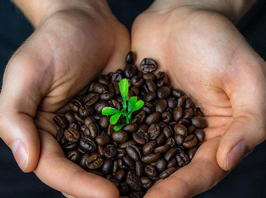 Zwei Hände sind mit Kaffeebohnen gefüllt. Aus diesen wächst eine grüne Pflanze.