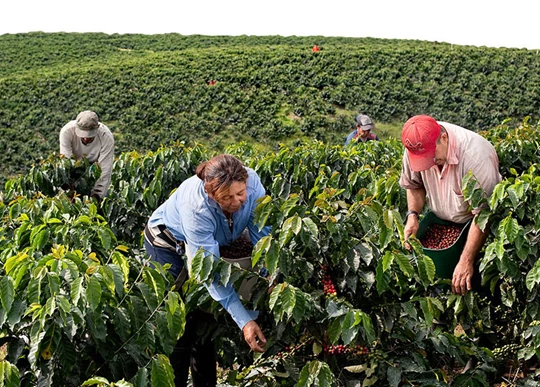 Abbildung von drei Arbeiterinnen, die gerade auf einer Kaffeeplantage  ernten.