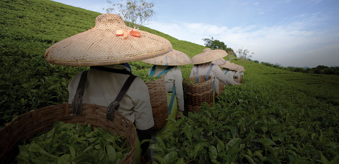 tea workers walking through a green tea plantation. They wear large conical hats and carry baskets filled with tea leaves on their back