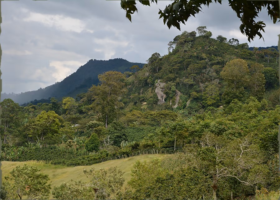 DE-honduras-coffee-landscape