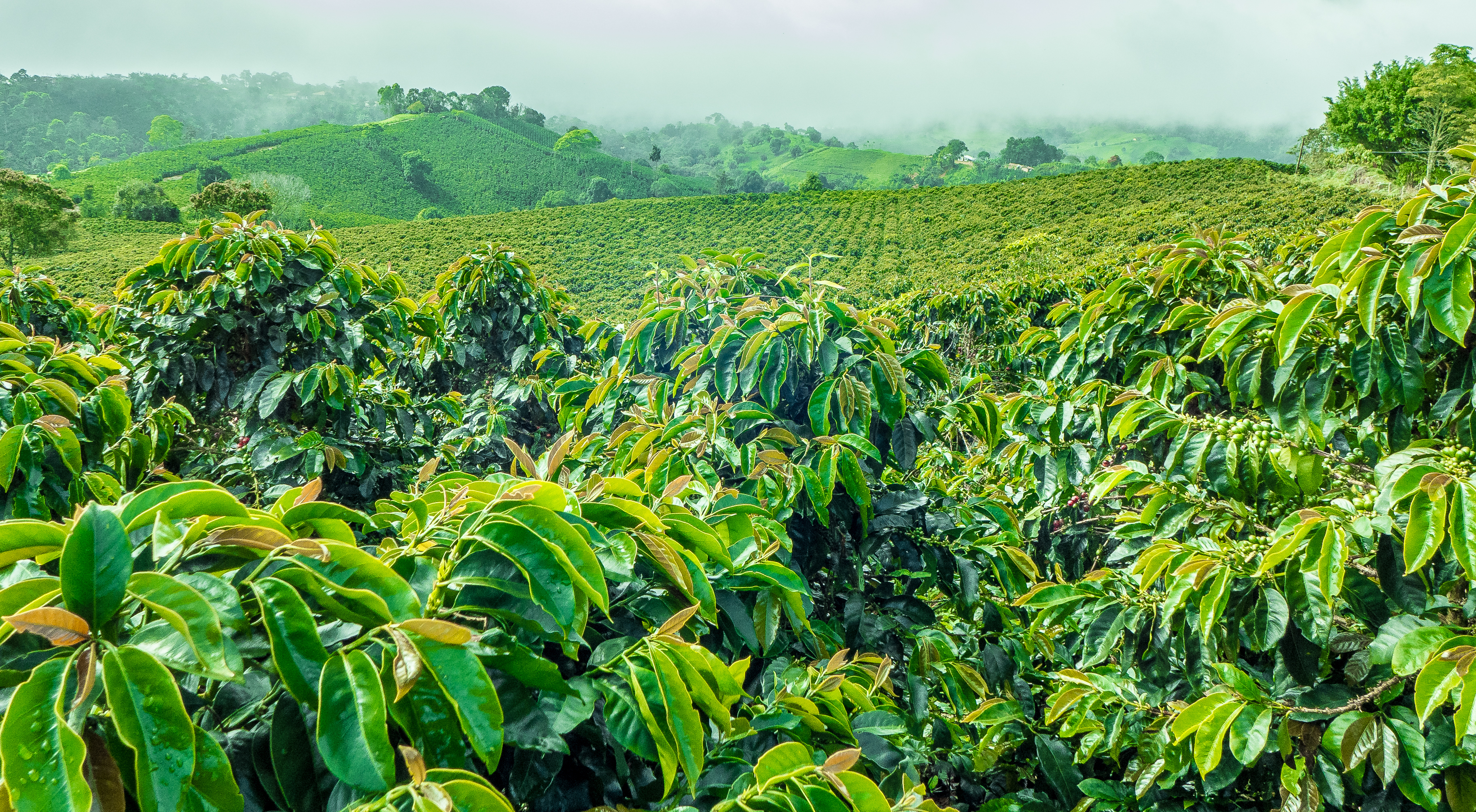 DE-Standard Pages-Company Info-Main-Coffeeplant