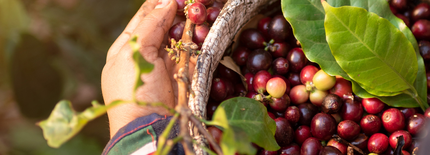 Frische Kaffeekirschen bei der Ernte auf einer nachhaltigen Kaffeeplantage.