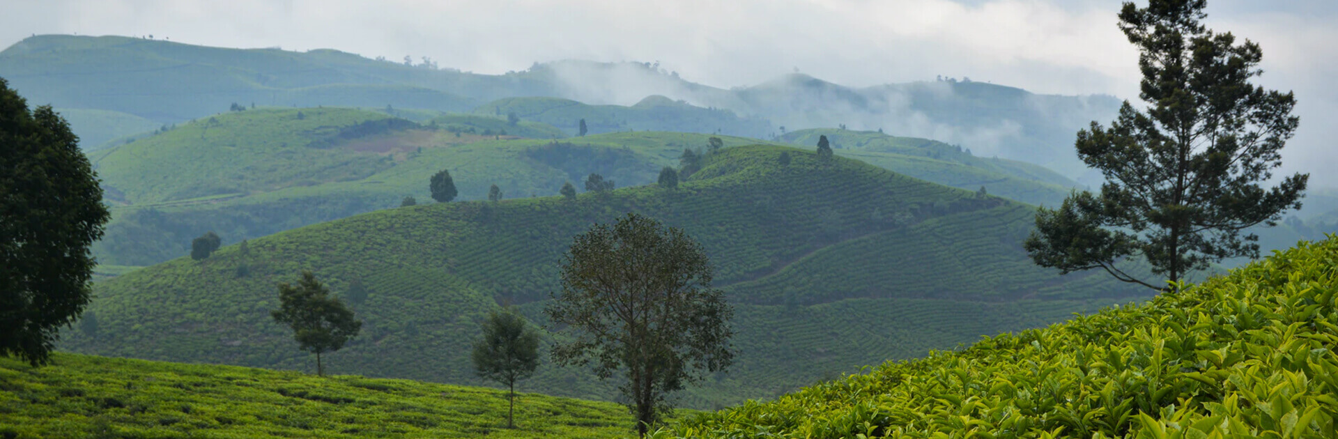 green, hilly landscape with dense vegetation and scattered trees. There's a light mist or fog in the distance, giving the scene a peaceful, natural feel.