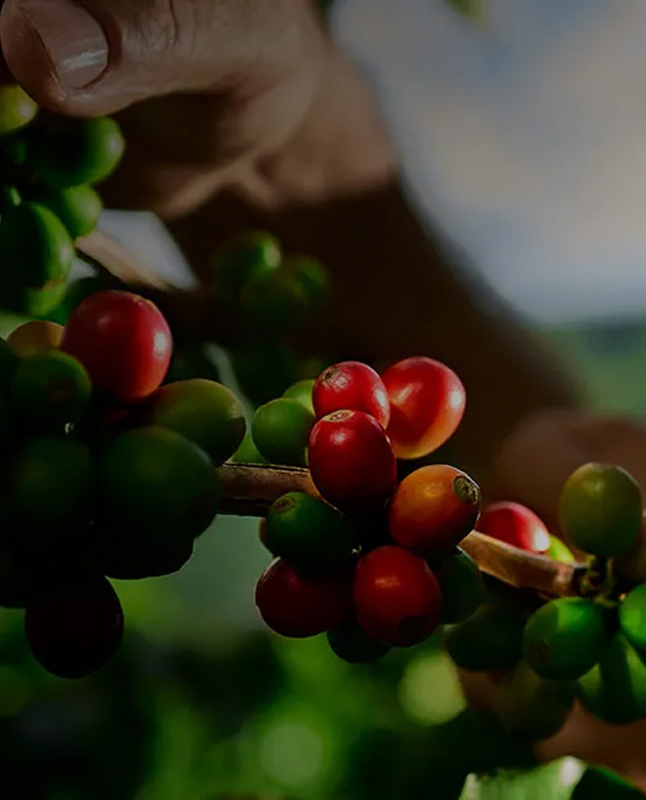 DE-Palmoil
