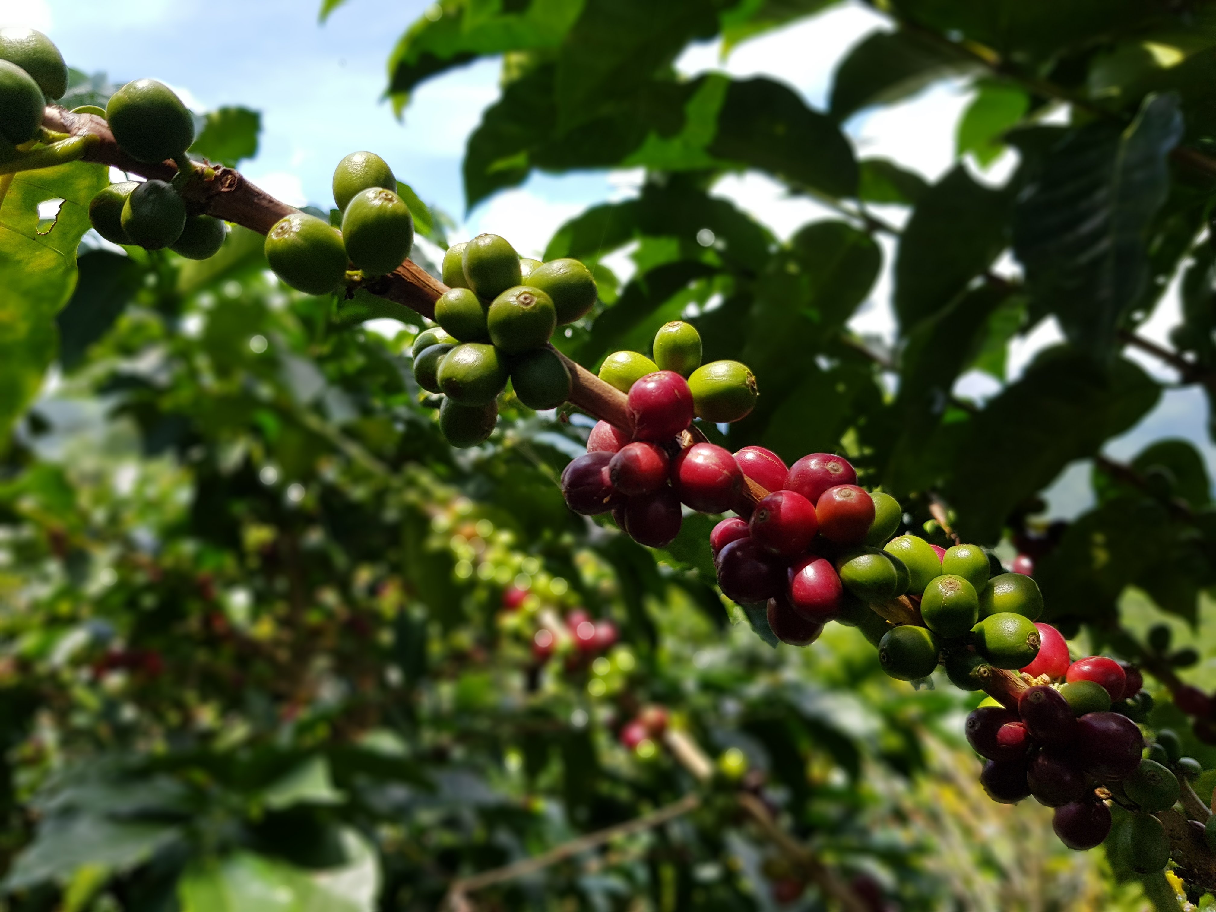In the front center there are Coffee Cherries growing on a tree, some are red, some green. In the background there are more blurred coffee bushes.